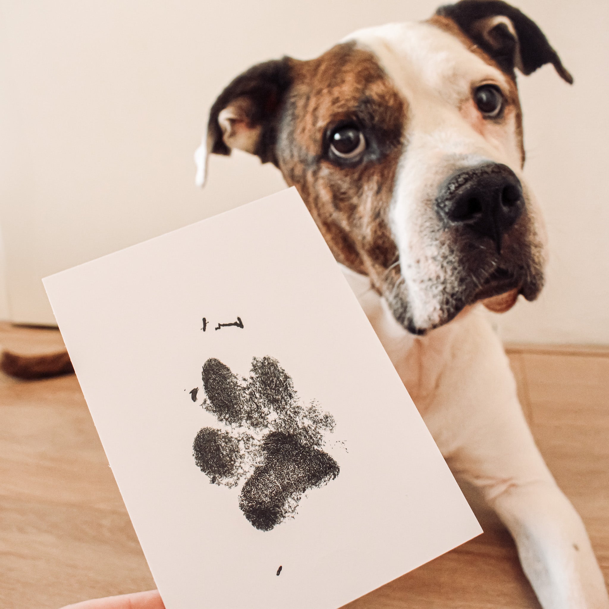 Pootafdruk hond