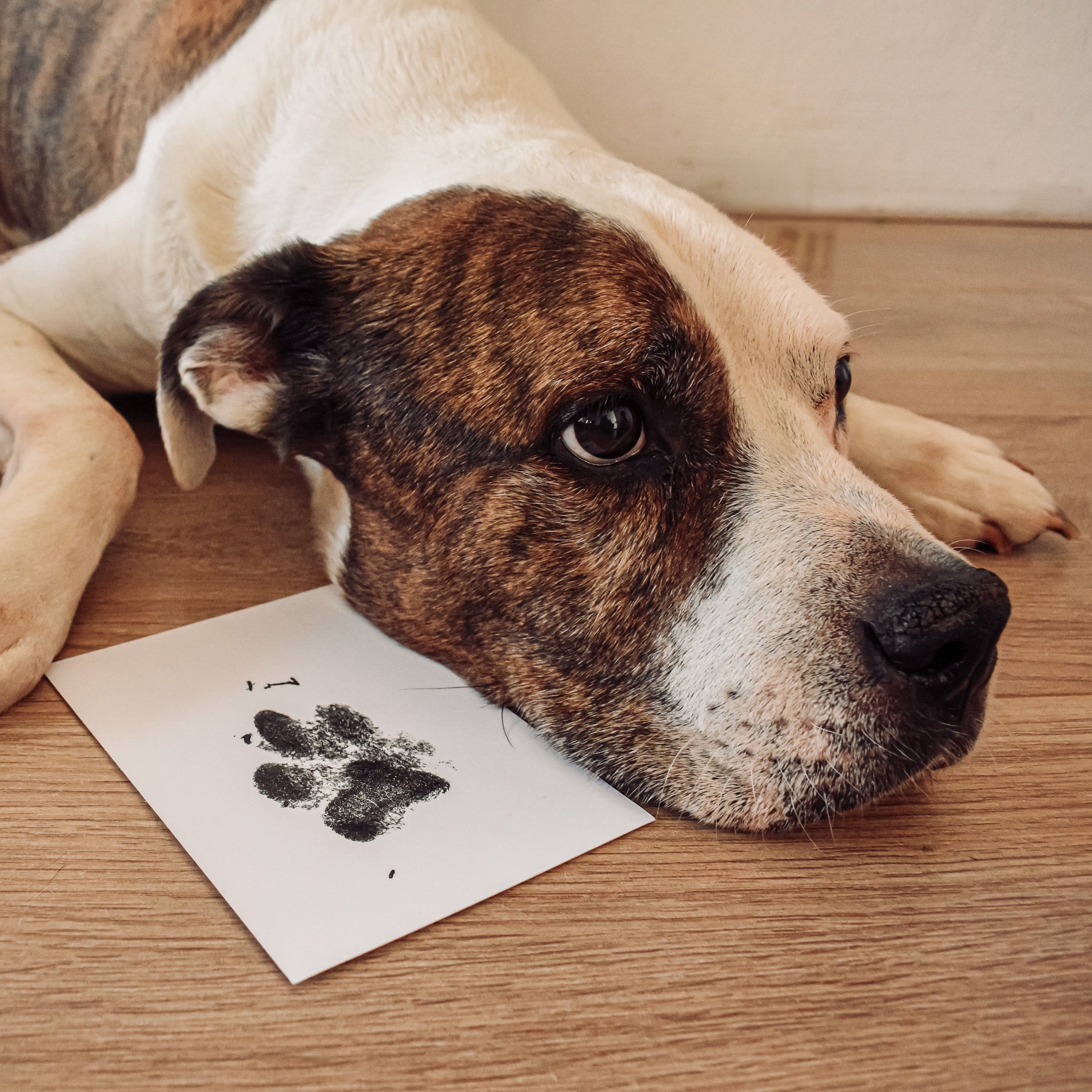 Pootafdruk hond maken met stempelkussen