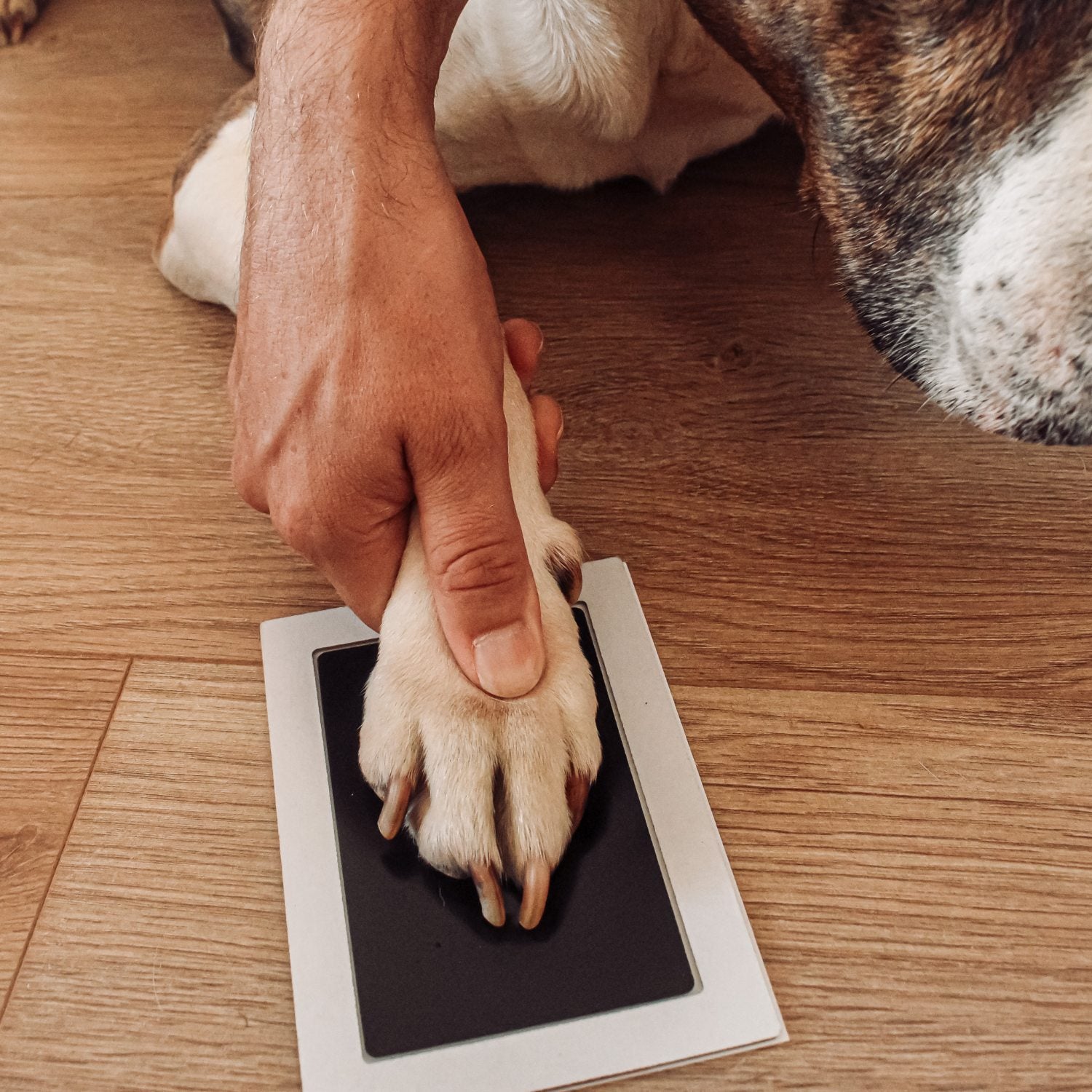 Een pootafdruk maken met een stempelkussen